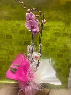 Gorgeous pink Phalenopsis Orchid gift wrapped
