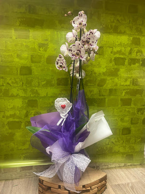 Spotted Phalenopsis Orchid