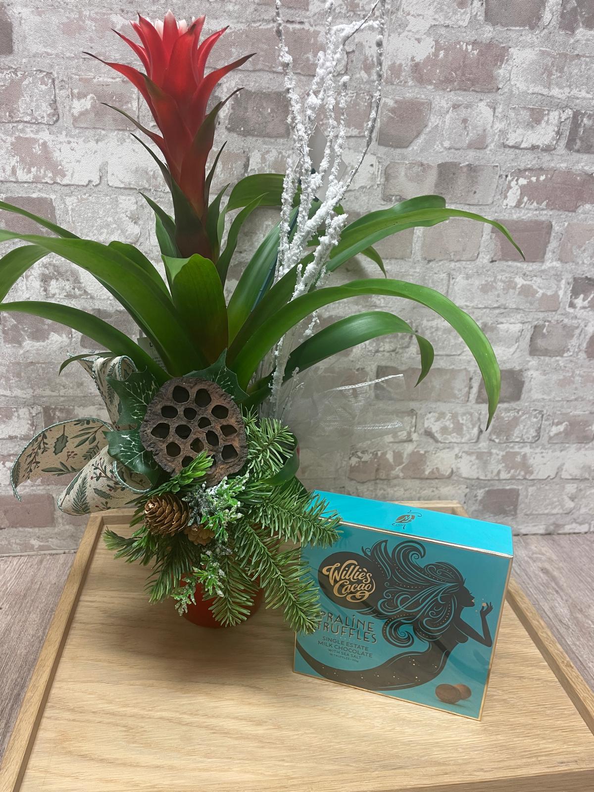 Bromelia plant and Willie's Cacao Praline Truffles, Dark Chocolate and Sea Salt