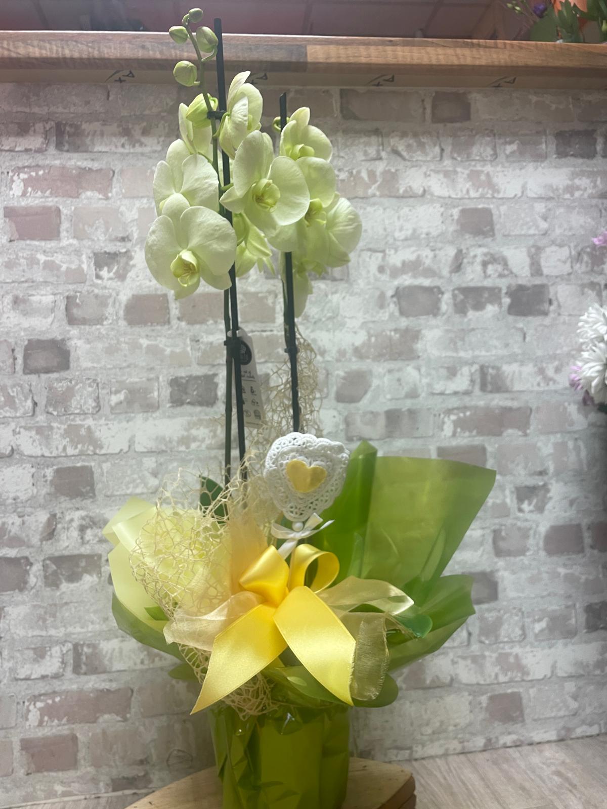 Lemon Cream Phalenopsis Orchid wrapped