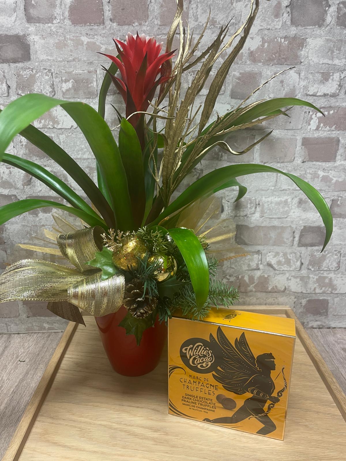 Bromelia plant and Willie's Cacao Praline Truffles, Dark Chocolate and Sea Salt