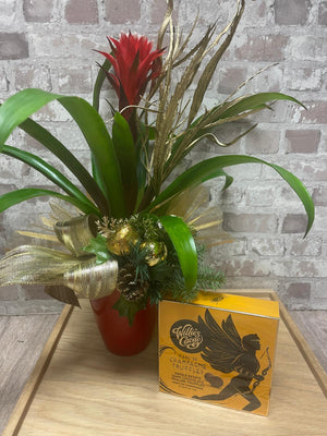 Bromelia plant and Willie's Cacao Praline Truffles, Dark Chocolate and Sea Salt